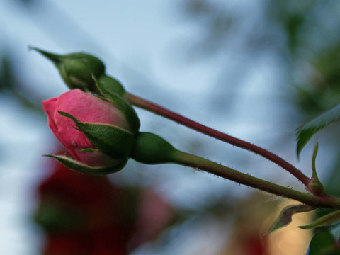 玫瑰花蕾