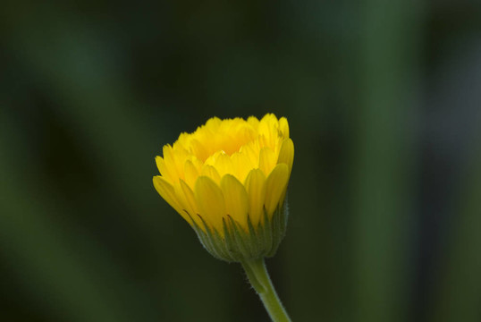 金盞花綠色