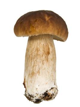 在白色背景的牛肝菌