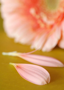 粉色非洲菊雛菊花瓣花在背景淺景深