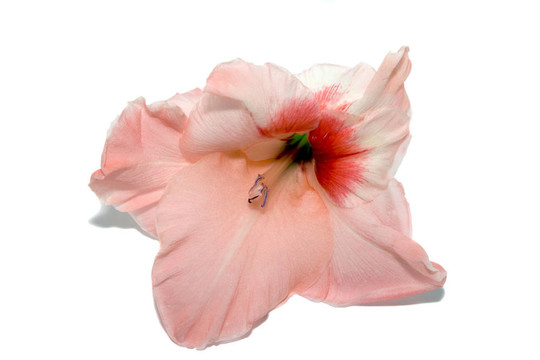 唐菖蒲