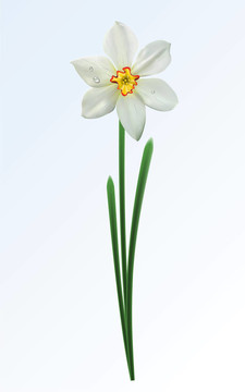 春天的花朵