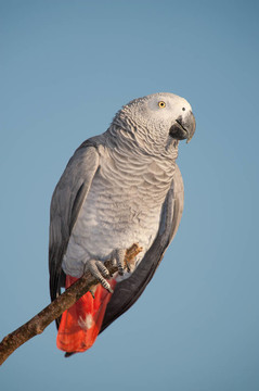 Parrot看著相機(jī)對著藍(lán)天。