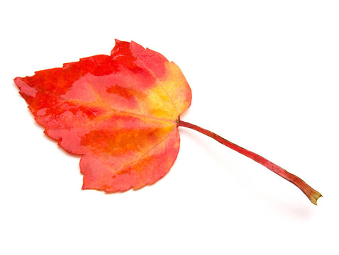 紅色的楓葉