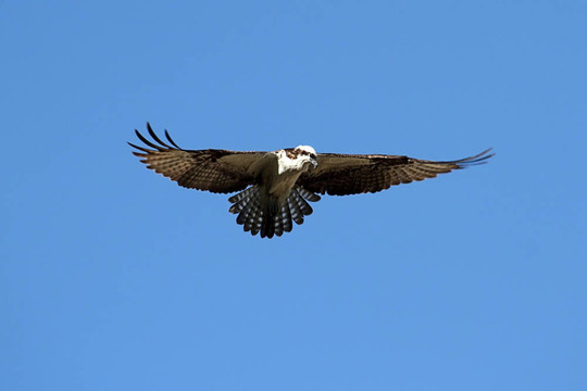 鶚（Pandion haliaetus）