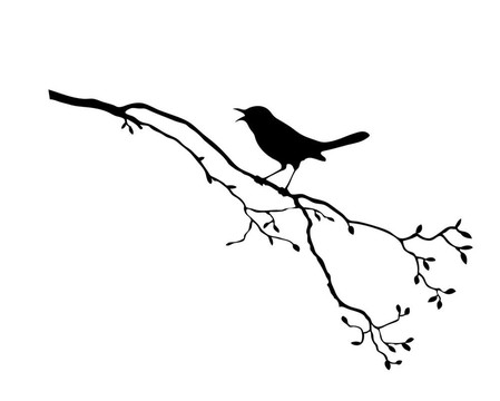 樹枝上鳥的剪影