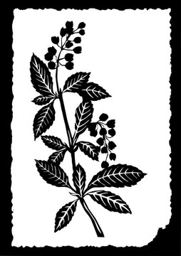 白紙植物圖