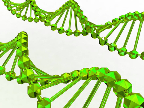 基因在DNA