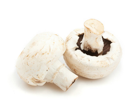 白蘑菇白