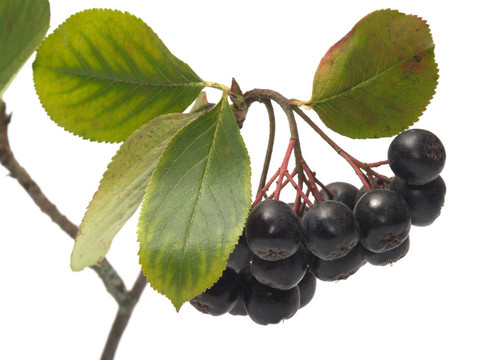 Aronia。