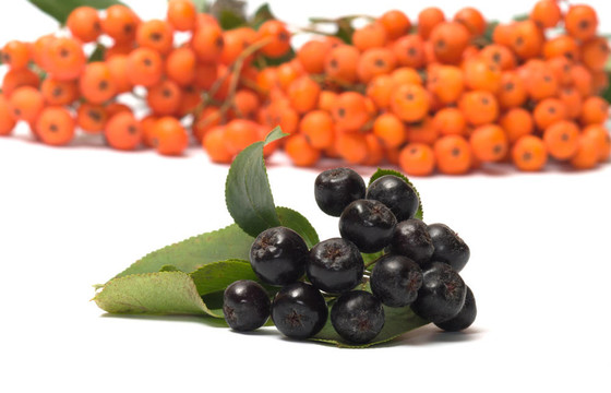 Ashberry。
