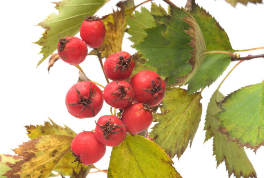 Hawthorn。
