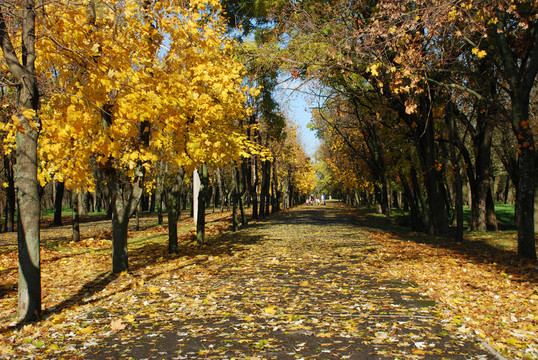 秋天的城市公園