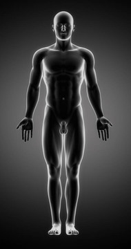 解剖部位男性形象
