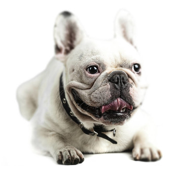 年輕的法國斗牛犬