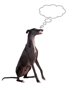 靈緹犬的思考