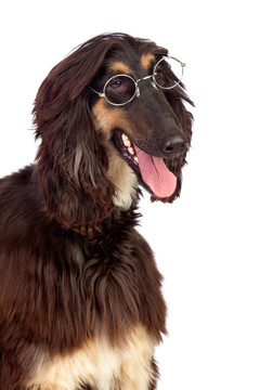 戴眼鏡的阿拉伯獵犬