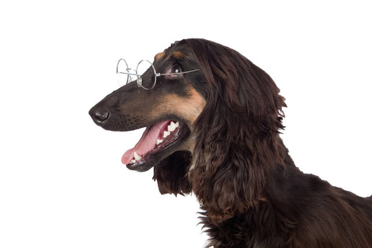 阿拉伯獵犬