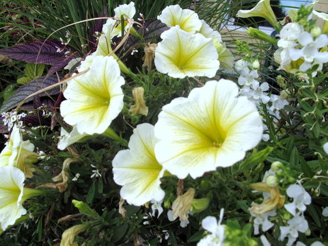 白色牽牛花