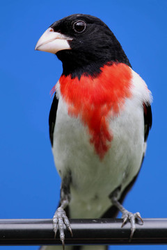 Rose breasted Grosbeak（Pheucticus ludovicianus）
