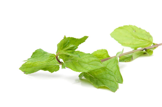 薄荷枝