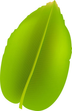 香蕉葉