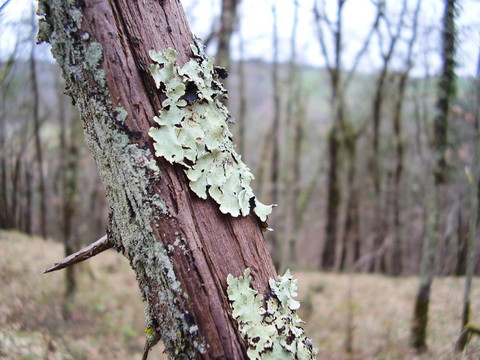 樹上的Lichen