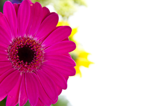 Pink Gerber daisy和其他花卉隔離