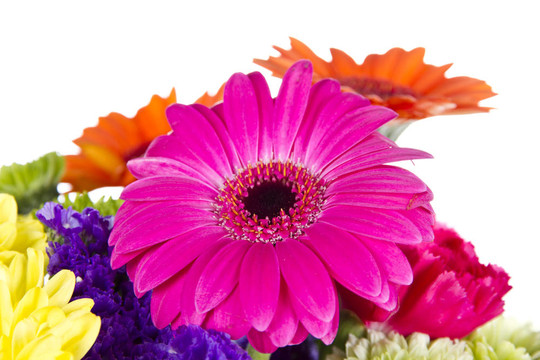 Pink Gerber daisy和其他花卉隔離