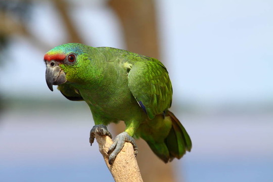 Green Parrot自然背景