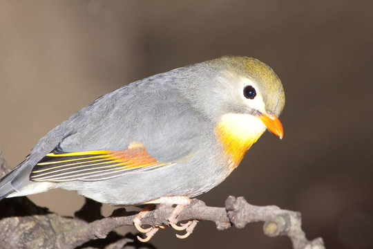 紅嘴相思鳥
