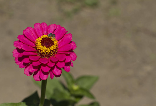 粉紅花和蜜蜂