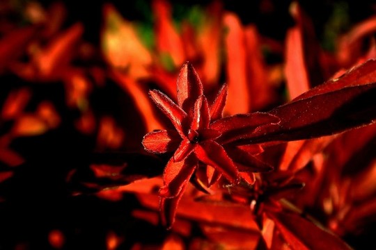 火紅色的植物
