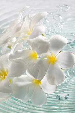 雞蛋花