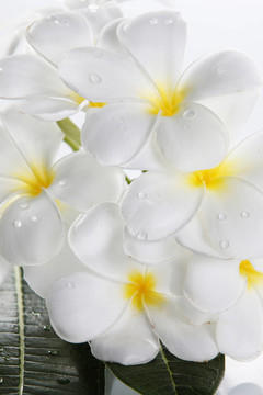 素馨花