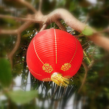 懸掛在熱帶環(huán)境中的中國式燈籠