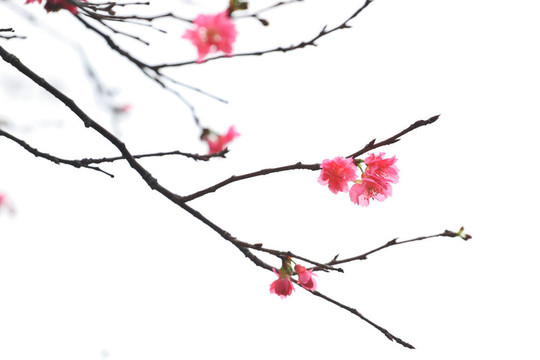 櫻花日本櫻花