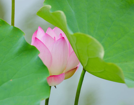 蓮花