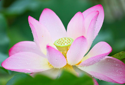 蓮花