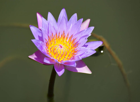 睡蓮的花