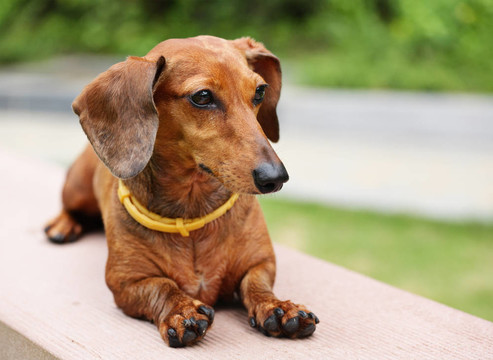 臘腸犬在公園