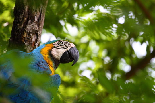 Parrot自然背景