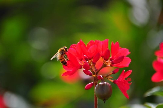 花與蜜蜂