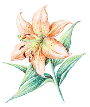 圖片；百合花