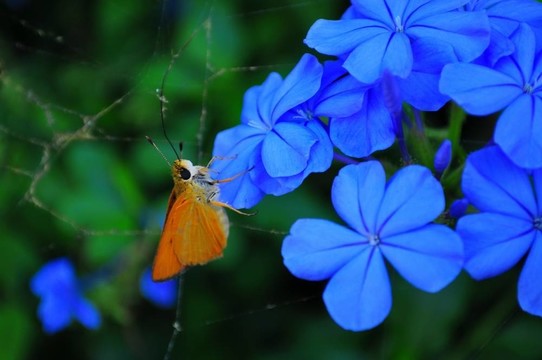 花與蛾