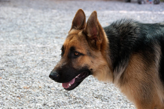 德國牧羊犬