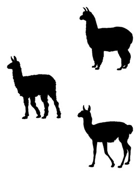 喇嘛；羊駝；Guanaco
