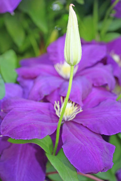 丁香花
