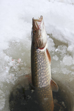 北梭魚(yú)冰釣
