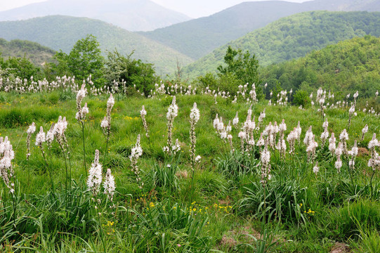 在山上的野花